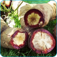 Kwao Krua Rot