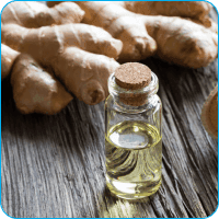 Ingwer (Zingiber officinale)